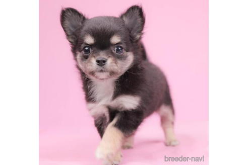 成約済の東京都のチワワ(ロングコート)-200322の1枚目